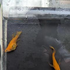 紅帝天女の舞稚魚５匹セット