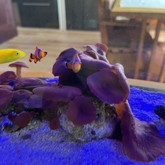 ディスクコーラル　レッド