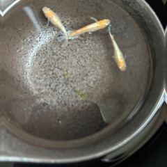 メダカの卵【ダイアナ×焔】