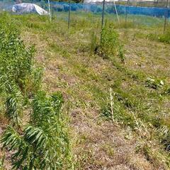 草刈代行　広い面積を格安で