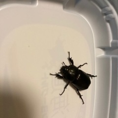 コカブトムシ　メス