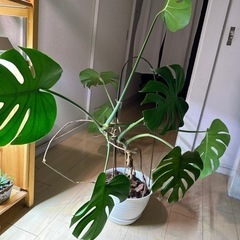 観葉植物　モンステラの画像