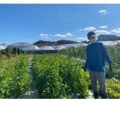 豊見城農家さん限定！農作業お手伝いします！