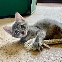 サバトラの1か月半ぐらいの子猫