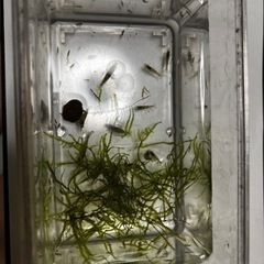 ミナミヌマエビ　ウィローモス付き
