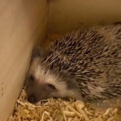 ハリネズミ 2歳 メス 【ぽてみ】