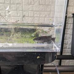 メダカ  オロチ幼魚5匹