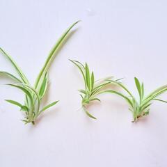 観葉植物 オリズルラン 子株 の画像