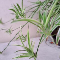 観葉植物 オリズルラン 子株 
