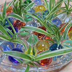 観葉植物 オリズルラン 子株 の画像