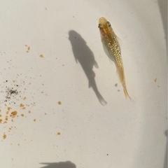 【メダカ】レモンティアラ【若魚】