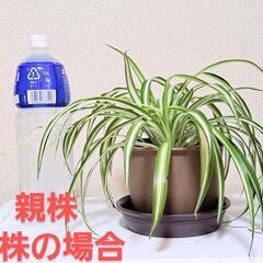 観葉植物 オリズルラン 子株 の画像