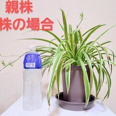 観葉植物 オリズルラン 子株 の画像