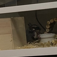 フクロモモンガ オス 2歳 【ぽてと】