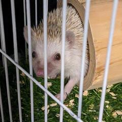 ハリネズミの里親を探しています