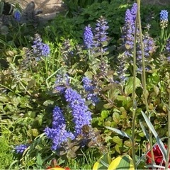 植物　花 アジュガ　　5株 グランドカバーにおすすめ！