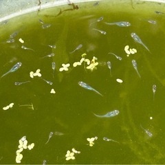 マリンブルーメダカなどブルー系　稚魚　20匹