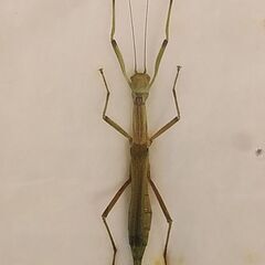 昆虫標本　シラキトビナナフシの画像