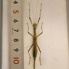 昆虫標本　シラキトビナナフシの画像