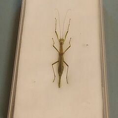 昆虫標本　シラキトビナナフシの画像