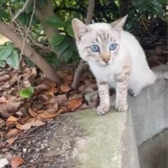 とっても人懐っこい