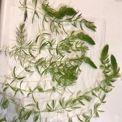 もうダメかもしれないマツモ　９本　水草　無農薬
