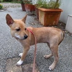 岡山市保健所☆穏やかな女の子！お願いします！ - 里親募集