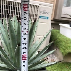 値下げ　アガベ　マクロアカンサ　多肉植物　ガーデンの画像