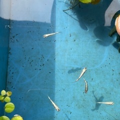 ブルースターダストメダカ稚魚の画像