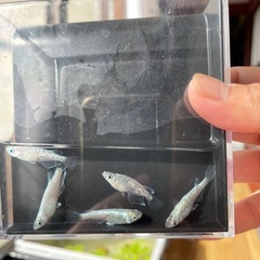 ブルースターダストメダカ稚魚の画像