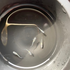 ブルースターダストメダカ稚魚の画像