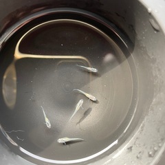 ブルースターダストメダカ稚魚の画像