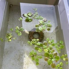 ブルースターダストメダカ稚魚