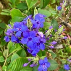 花の名前は瑠璃花笠