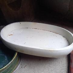 生け花　未売