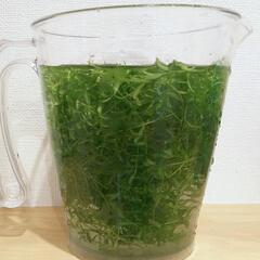 〈パールグラス〉