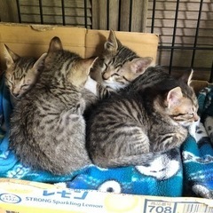 子猫 3匹 里親募集