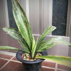 オモト鉢植え　万年青　観葉植物