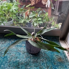 お譲り先が決まりました。ビカクシダ ヴィーチー 株分  観葉植物...