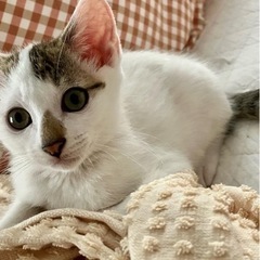 甘えん坊ゴロゴロ抱っこ大好きの生後2.5ヶ月♂
