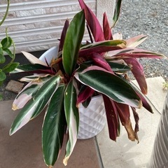 観葉植物　カラテア　ストロマンテトリオスター