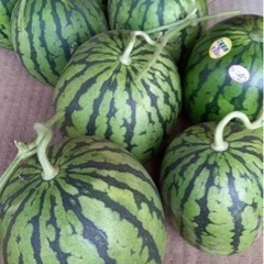 完売💕朝取り　　スイカ🍉　こだまひとりじめ