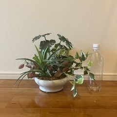 ニトリ 造花　観葉植物の画像
