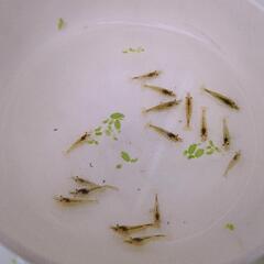 ⑤ミナミヌマエビ　１０匹
