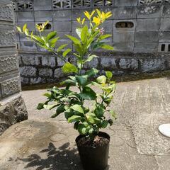 トゲなしレモン ビアフランカ ビアブランカ ビラフランカ 苗木