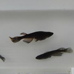 サタン メダカ 幼魚6匹