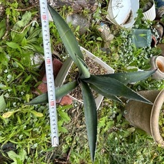 アオノリュウゼン　アガベ　2の画像