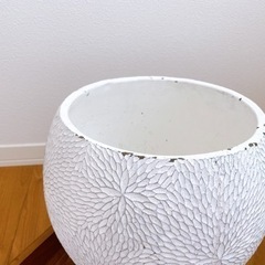 観葉植物　鉢　植え替え　10号の画像