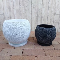 観葉植物　鉢　詳細の画像