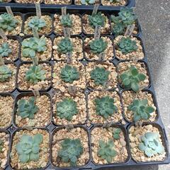 多肉植物　韓国苗　小苗の画像